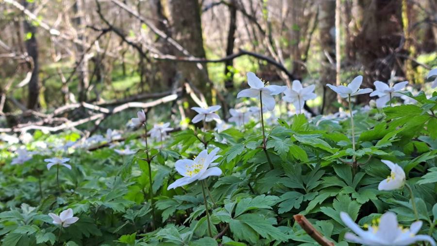 A carpet of wood anemones under coppiced trees