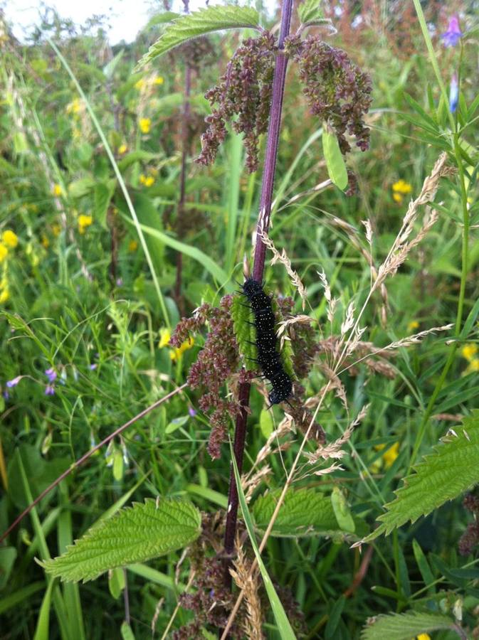 Spiny black caterpillars clustered on a flowering nettle stem