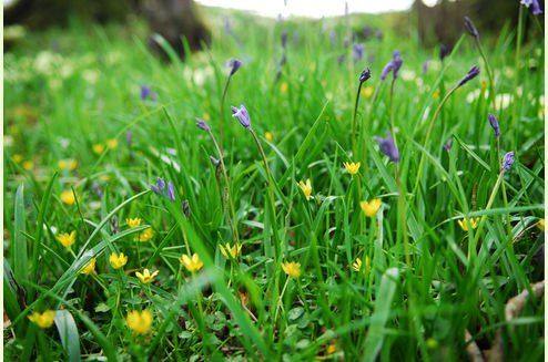 Bluebells and yellow celandines in green grass at ground level