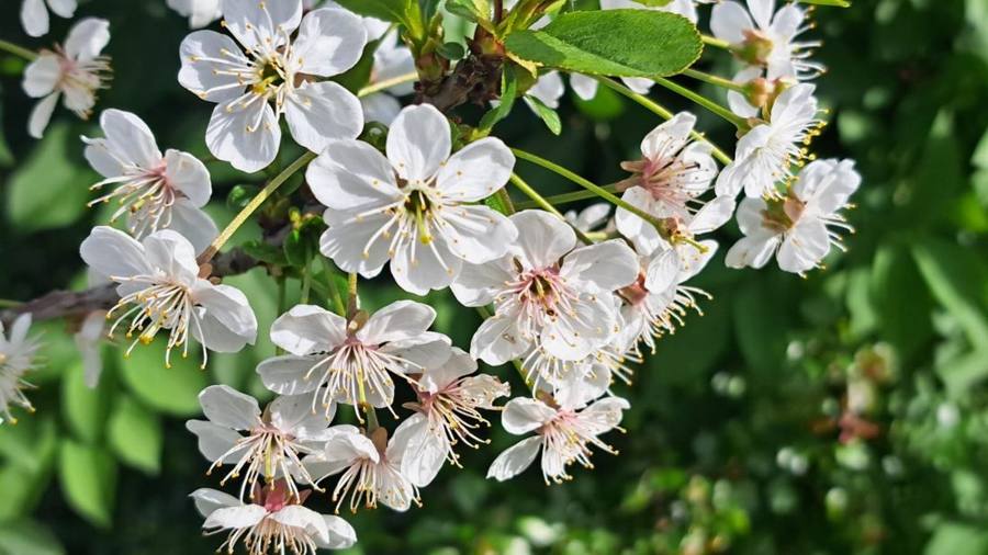 Clusters of white wild cherry blossom