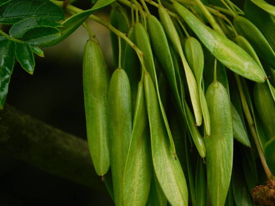 Hanging bunches of green ash keys