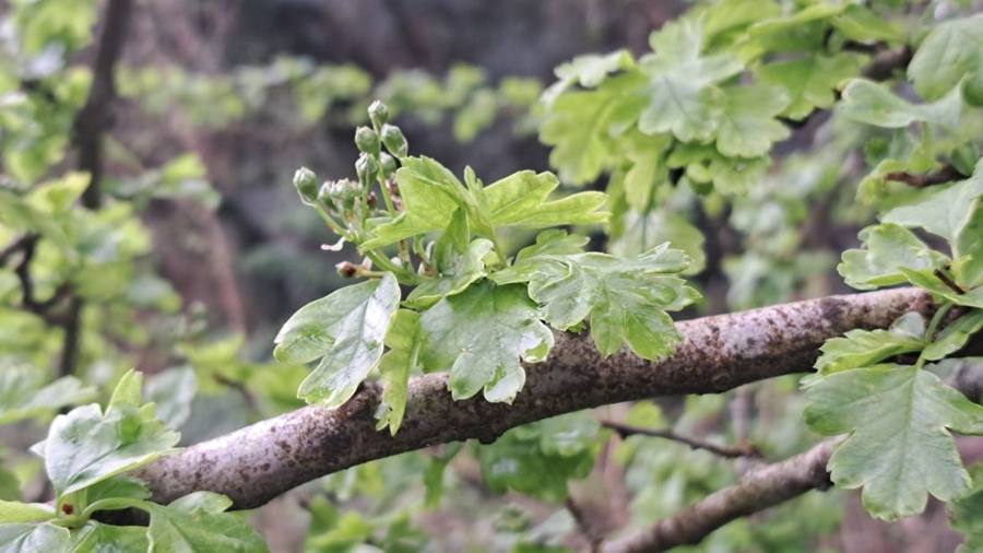 A lichen-covered hawthorn branch with new leaves and flower buds
