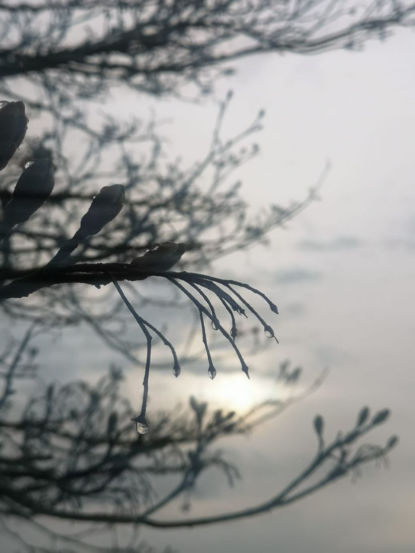 Twigs against a pale sky