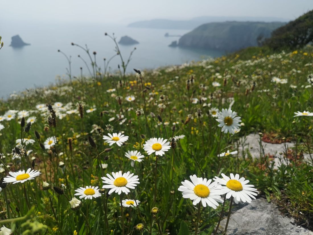 Ox-eye daisies on the coast path