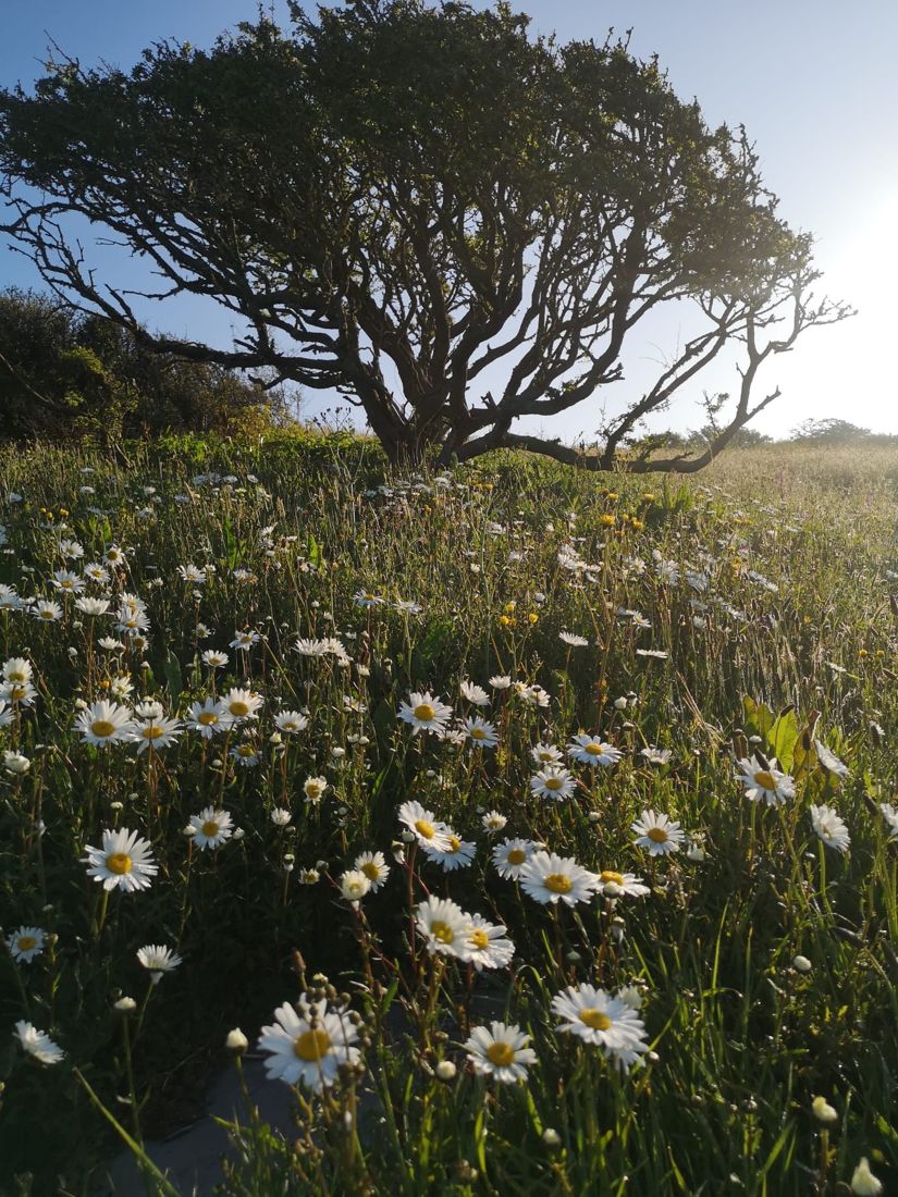 A windswept tree above the daisies