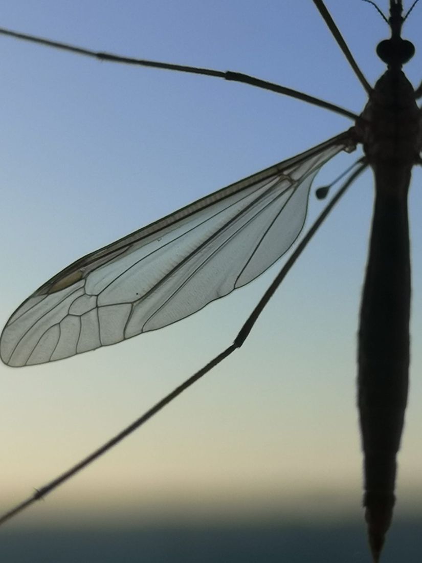 A crane fly at dusk