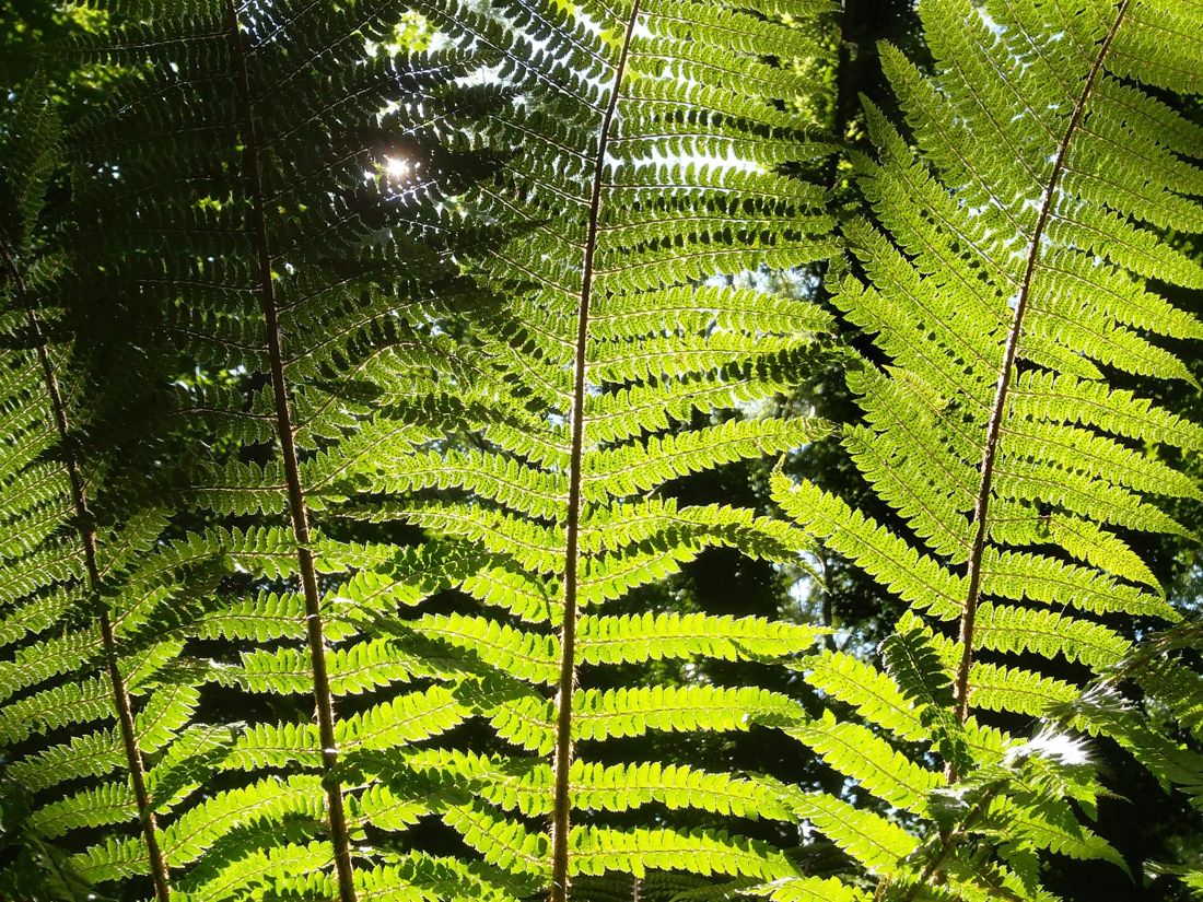 Fern fronds against the light