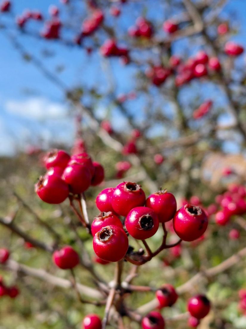 Haws on the hawthorn