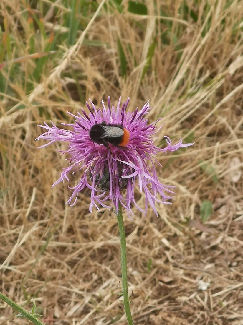 A beetle on knapweed