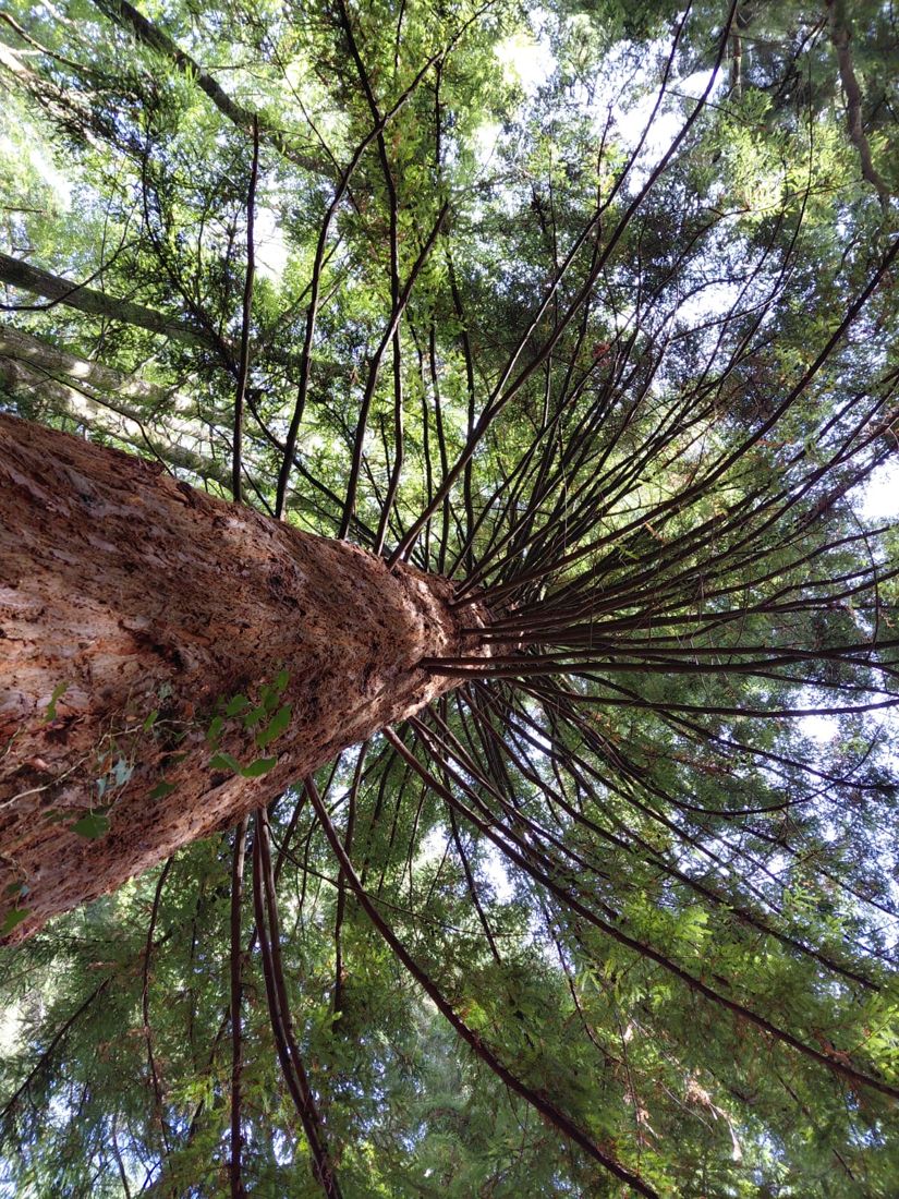 Lie down and look up