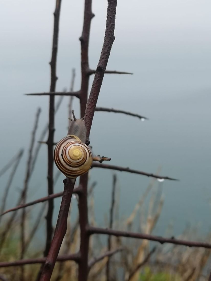 A snail with a sea view
