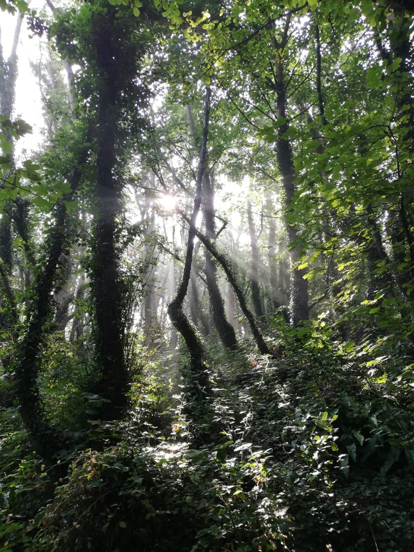 Morning light in the wood