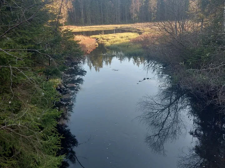 Trees reflected in a still woodland pool