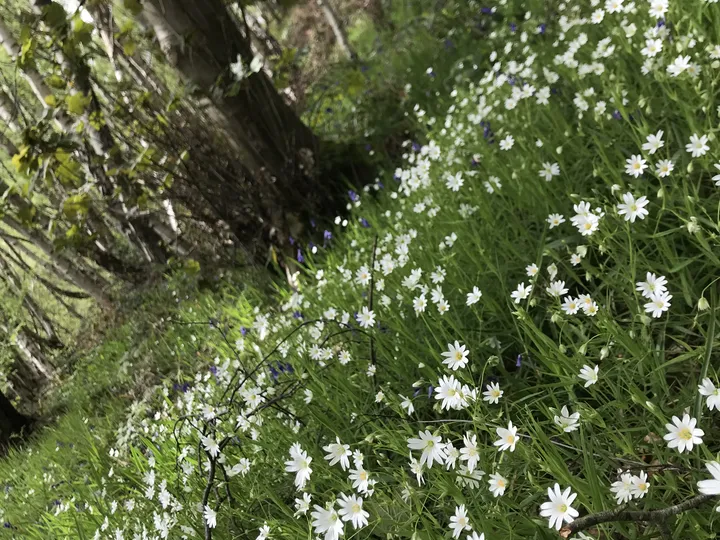 White woodland flowers on a shady bank