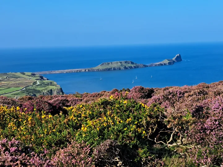 Heather and gorse above the sea on a coast path