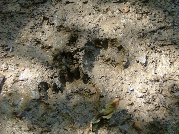 NATURAL SIGNS - Image 4