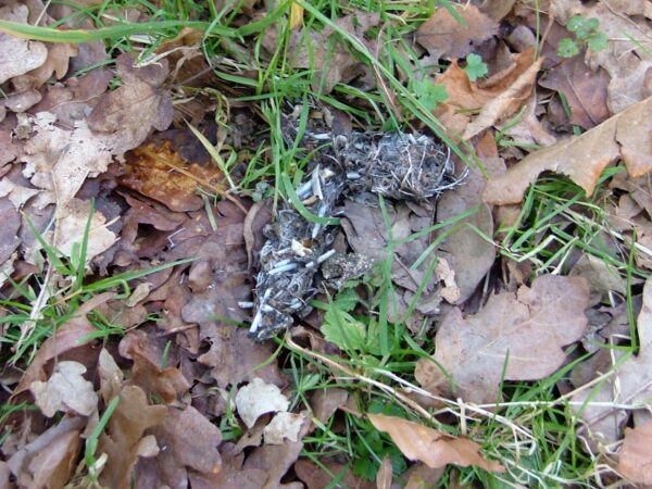 NATURAL SIGNS - Image 2